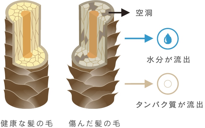 図解健康な髪の毛・傷んだ髪の毛